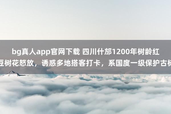 bg真人app官网下载 四川什邡1200年树龄红豆树花怒放，诱惑多地搭客打卡，系国度一级保护古树