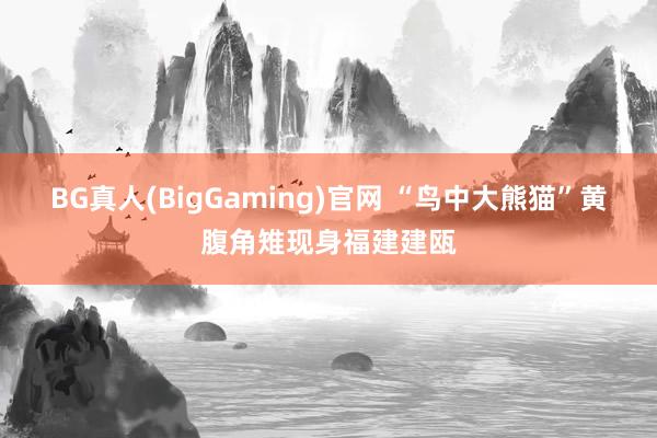 BG真人(BigGaming)官网 “鸟中大熊猫”黄腹角雉现身福建建瓯