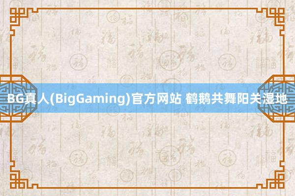 BG真人(BigGaming)官方网站 鹤鹅共舞阳关湿地