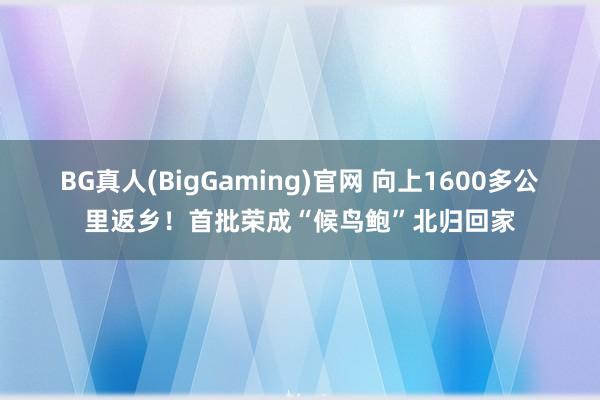 BG真人(BigGaming)官网 向上1600多公里返乡！首批荣成“候鸟鲍”北归回家