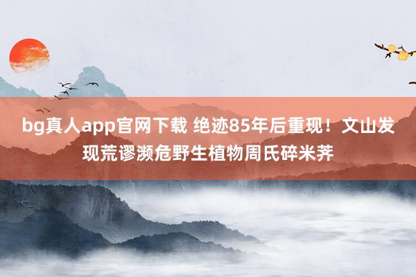 bg真人app官网下载 绝迹85年后重现！文山发现荒谬濒危野生植物周氏碎米荠
