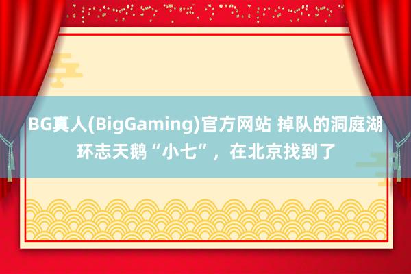 BG真人(BigGaming)官方网站 掉队的洞庭湖环志天鹅“小七”，在北京找到了