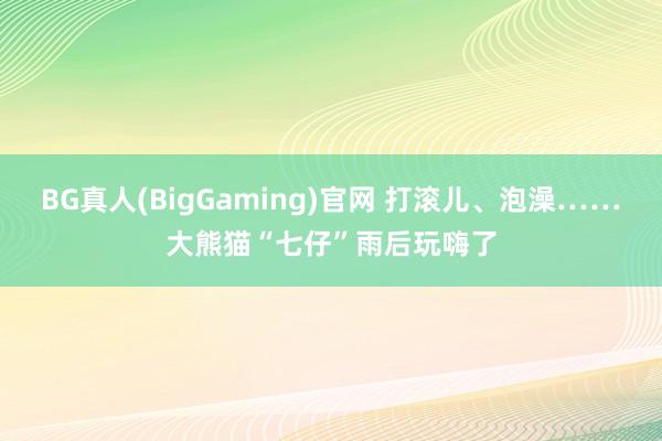 BG真人(BigGaming)官网 打滚儿、泡澡……大熊猫“七仔”雨后玩嗨了